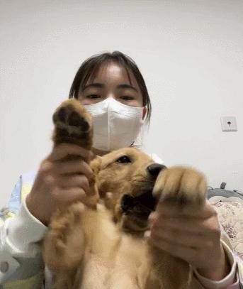 笑死！狗子1个蛋上被蚊子咬了8个包，成巨蛋小子了！