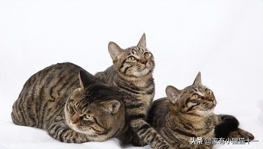 哪种猫适合新手养又便宜还不掉毛,这5大养猫禁忌很多铲屎官都犯过