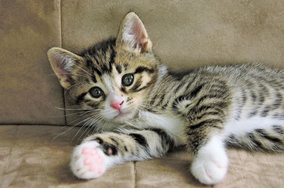 宠物驱虫99%的主人都做错了,80%养殖户的驱虫误区