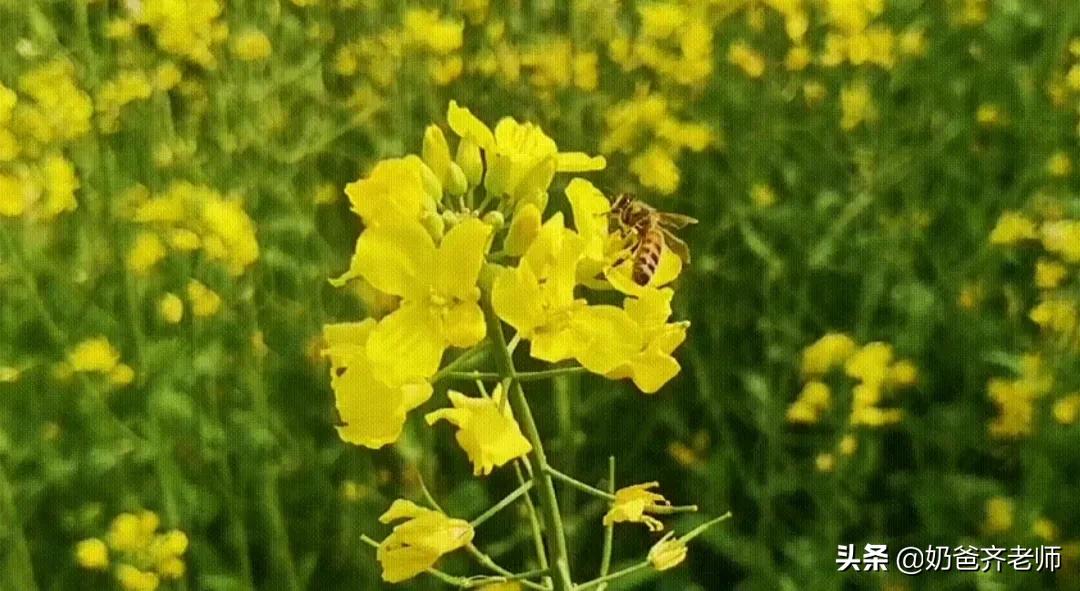 现代春天诗歌大全100首,春天古诗大全100首小学