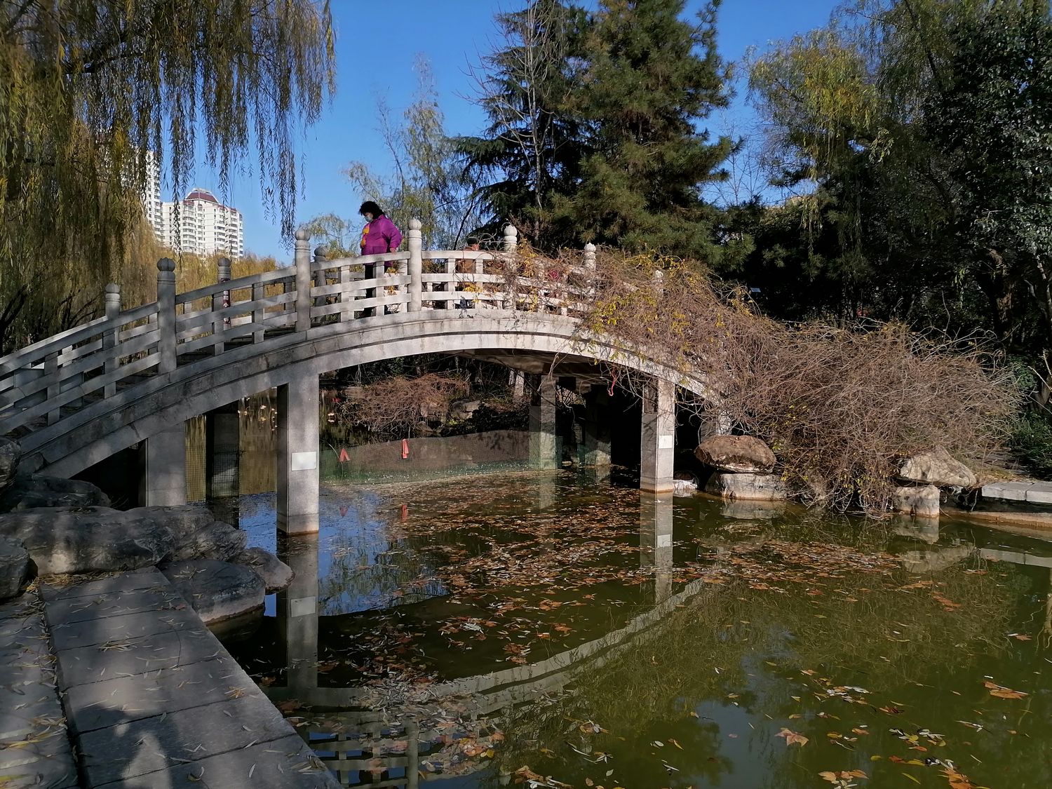 冬日暖阳悠闲惬意,冬日的丰庆公园