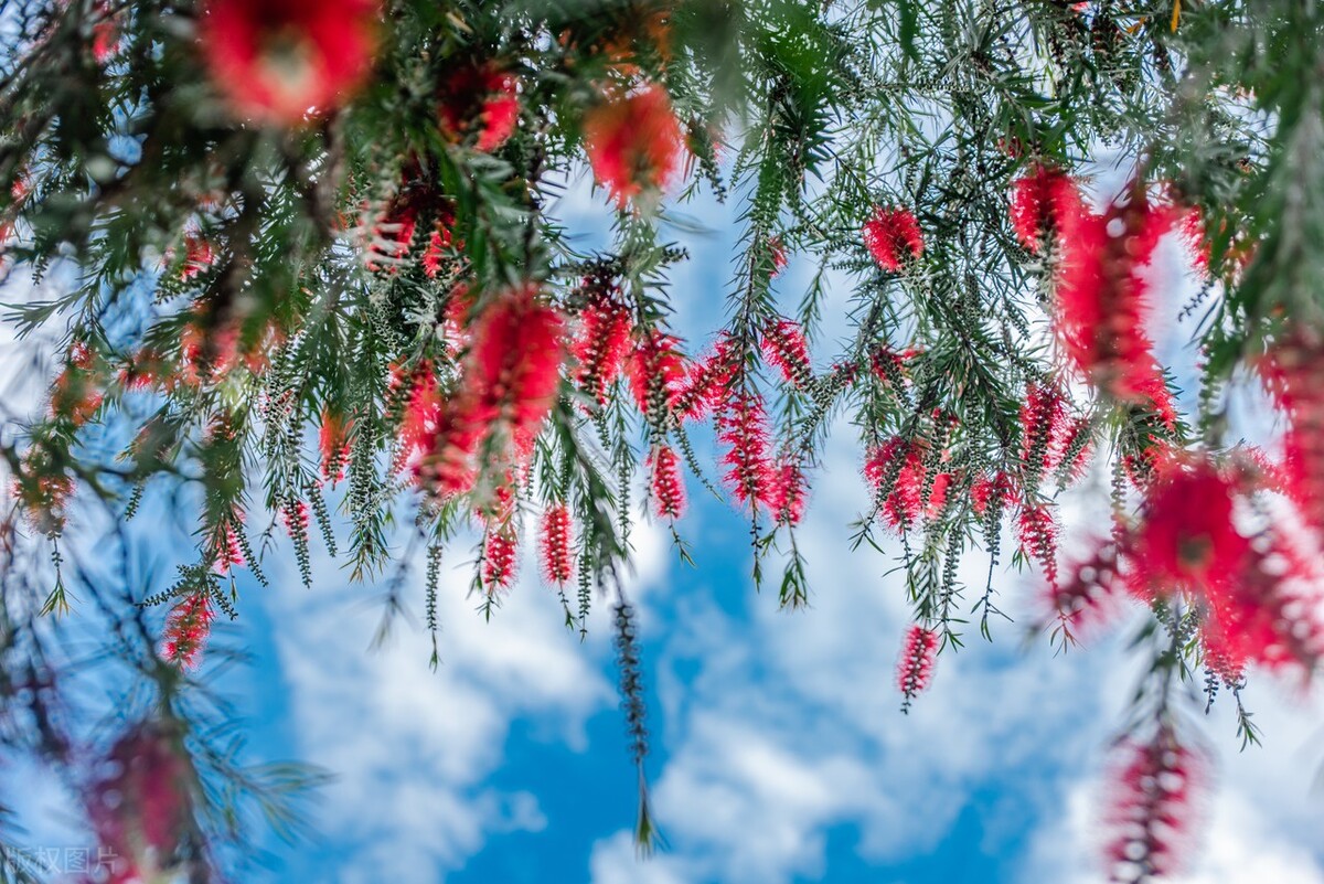 意境最美的古诗词春,50句绝美的春天诗