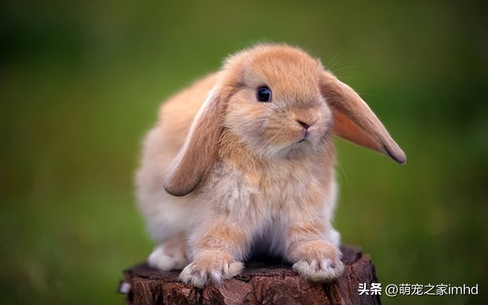 家里养什么宠物干净卫生,什么宠物不随地大小便