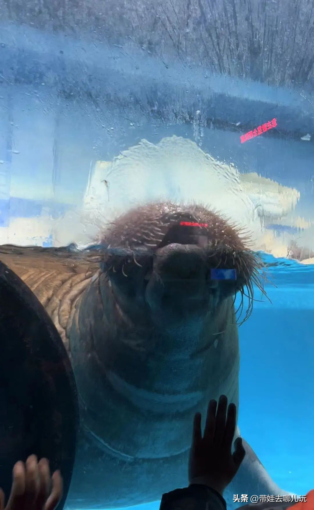 天津海昌极地海洋馆哪里购票便宜,天津海昌极地海洋公园隐藏玩法