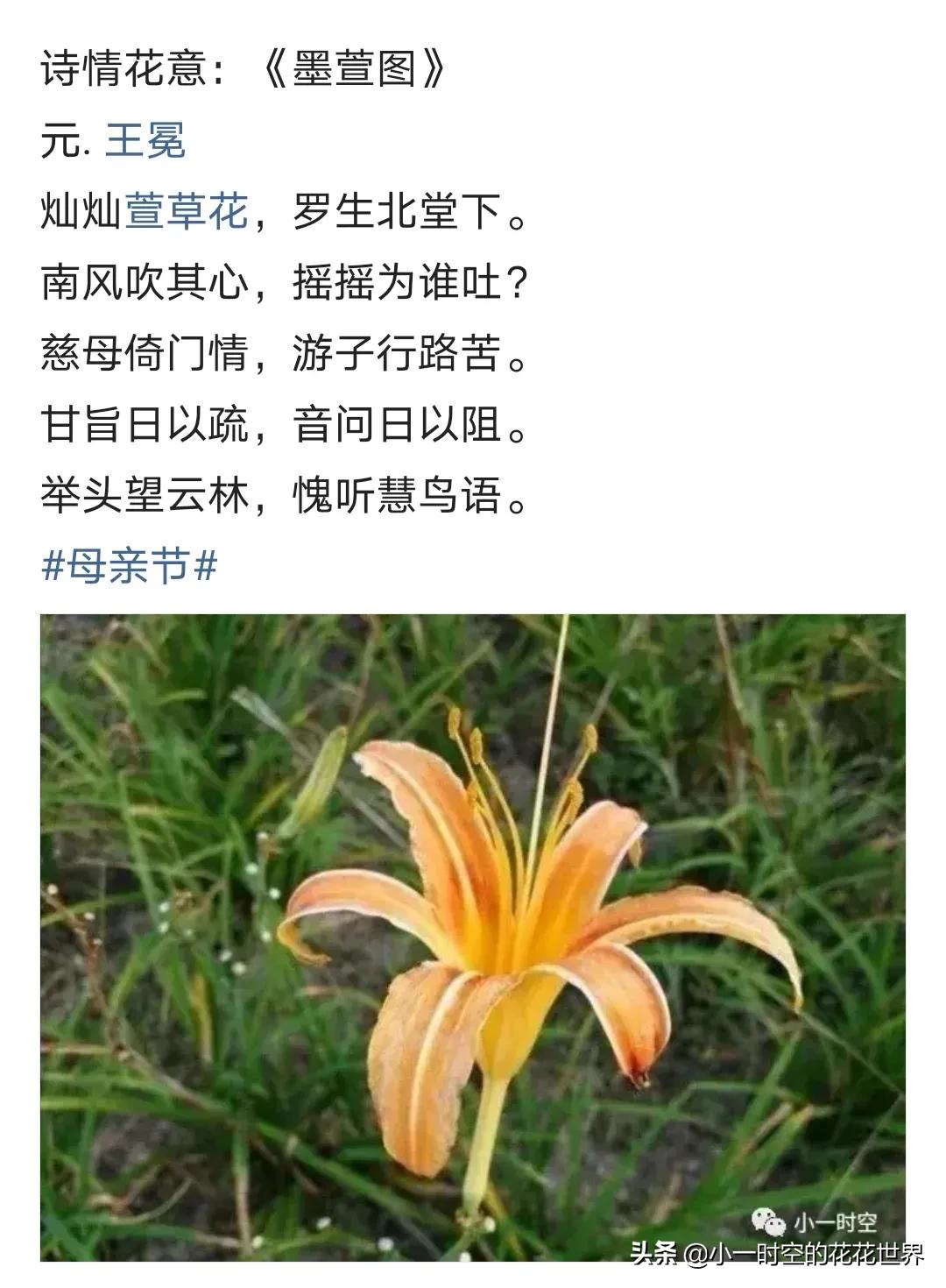 母亲节送母亲寓意最好的花,母亲节鲜花什么花好看