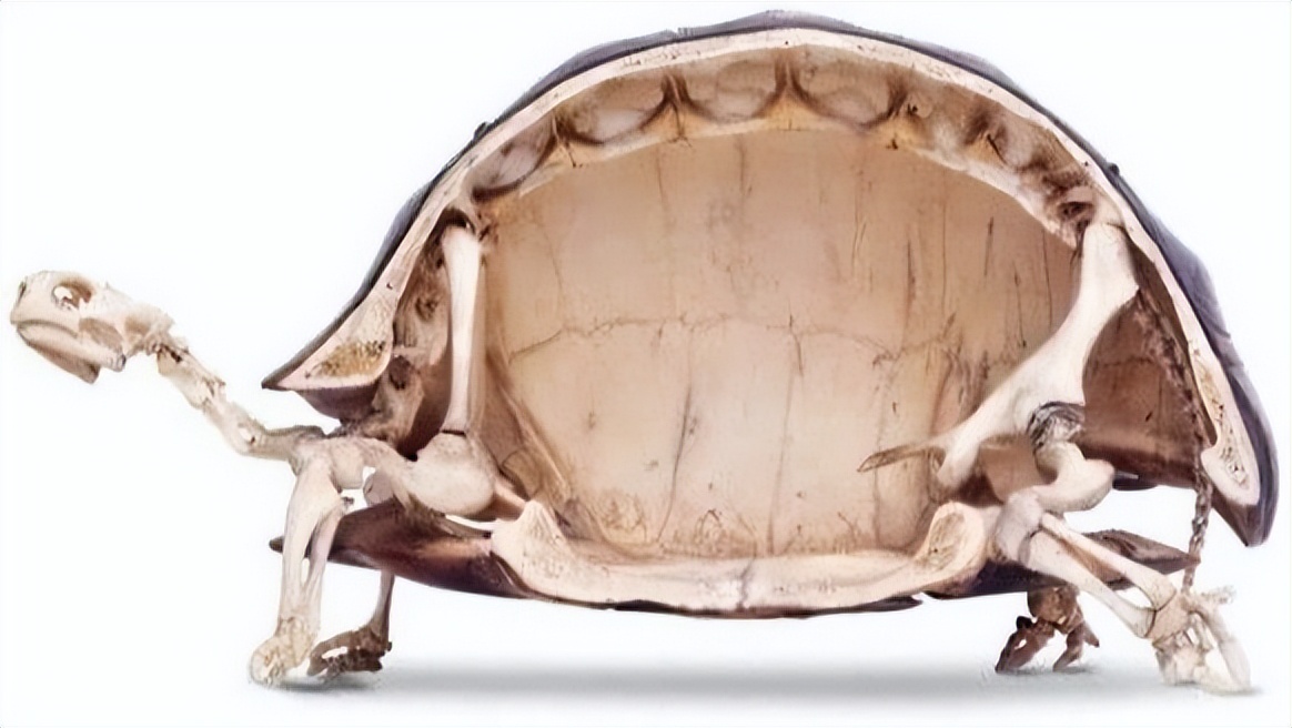 有没有人觉得猫头鹰长得很可怕,猫头鹰真正的照片