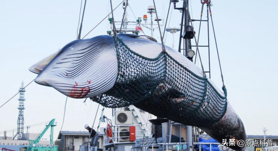日本100种奇葩美食,日本八大奇葩美食
