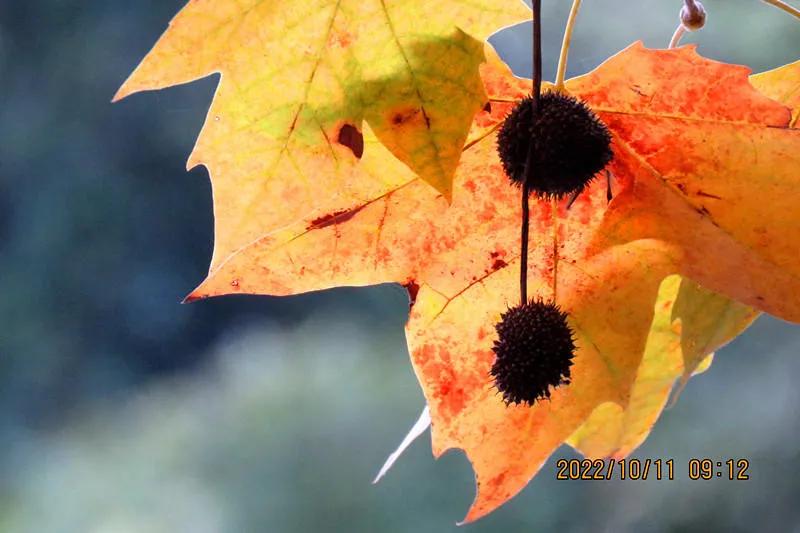 花溪小公园,美丽的花溪公园