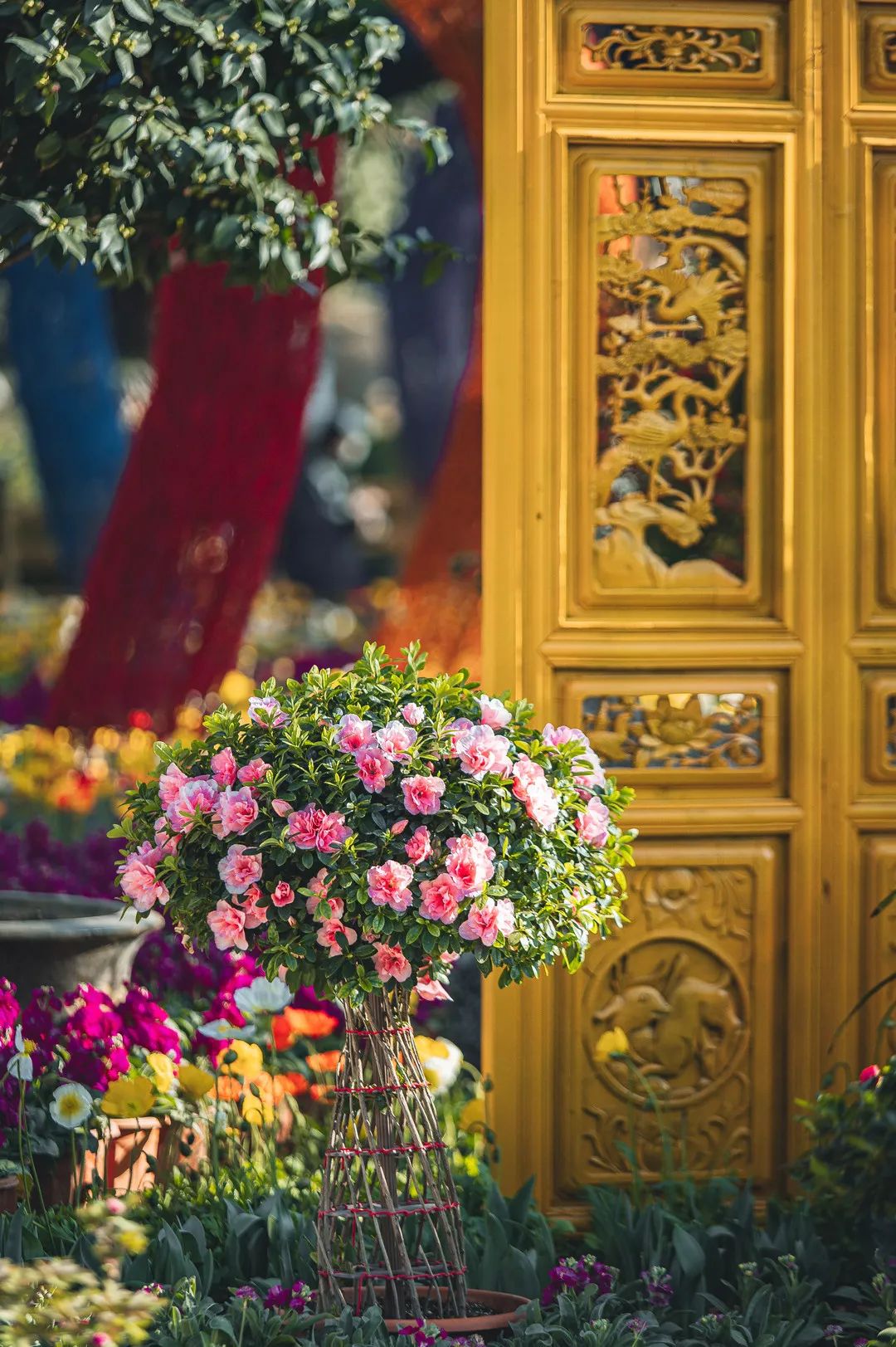 丽江三多节活动,丽江三多节旅游优惠