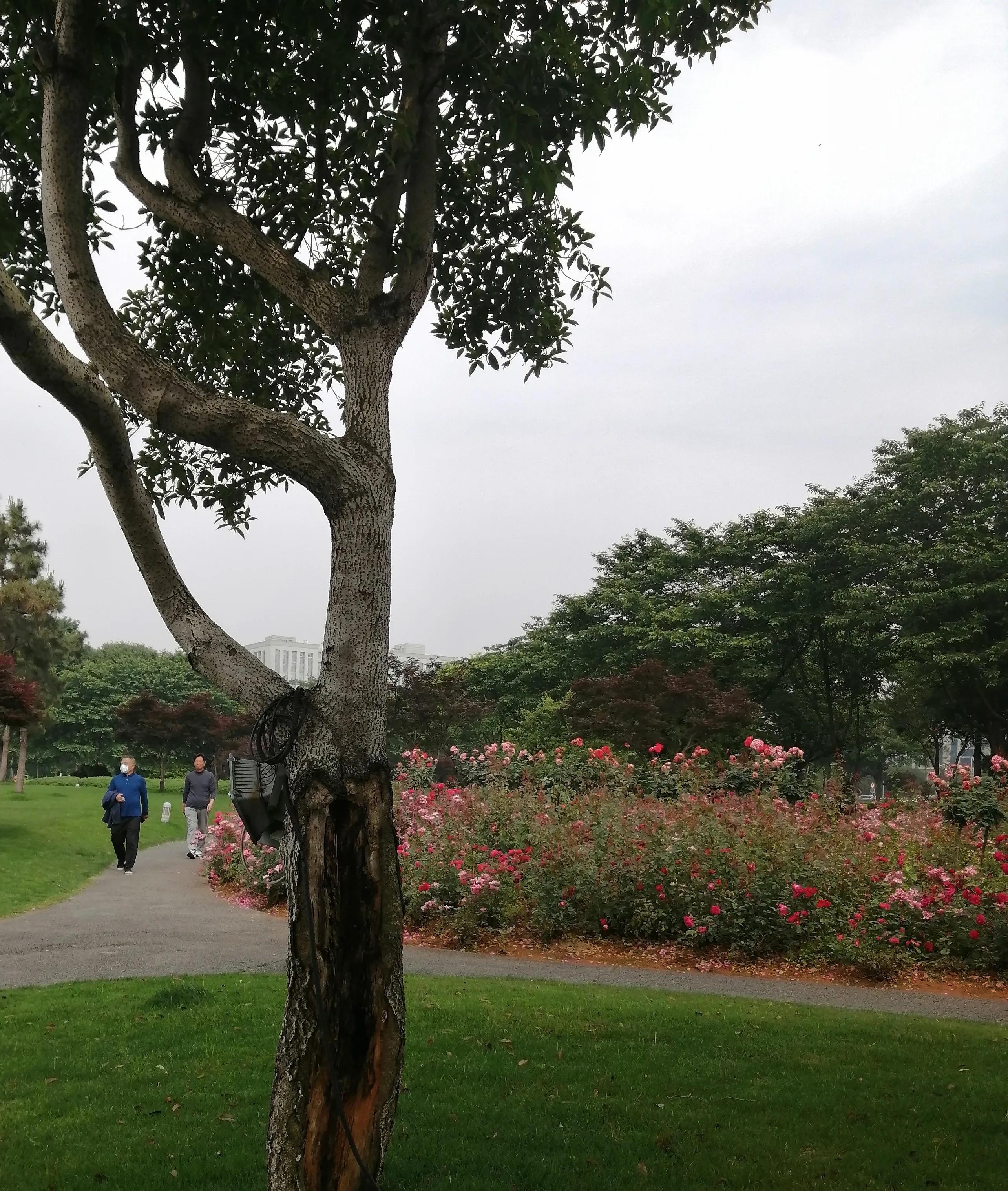 乳腺癌的姐妹们,乳腺癌的姐妹们你们忌口吗