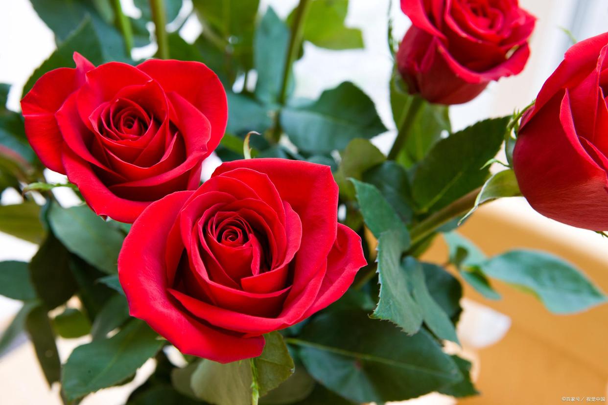 冰蓝玫瑰花的花语和寓意是什么呢,香槟色玫瑰花花语和寓意表