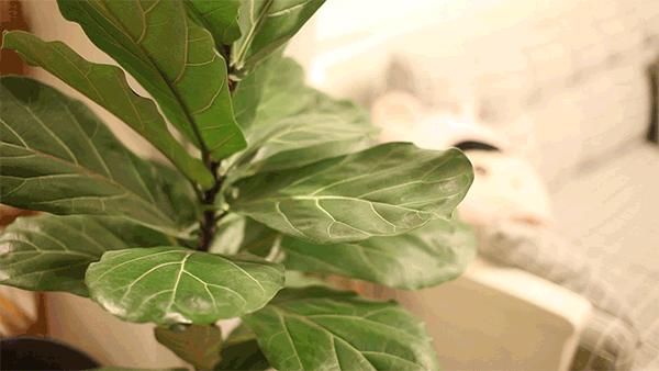 迎新年打扫卫生全攻略,迎新年打扫卫生的意义