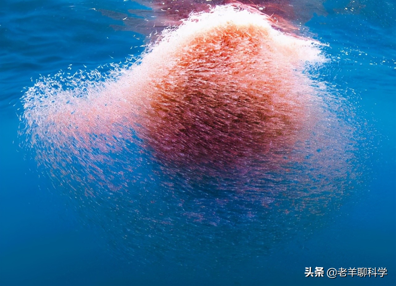 14亿国人的福音：10亿吨“海上金矿”，吃不完繁殖快，为何有隐患