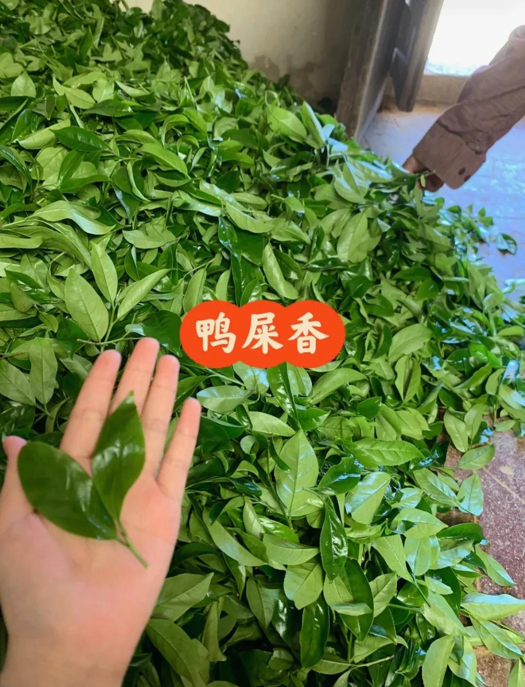 凤凰单丛冲泡技巧口诀,凤凰单丛的冲泡方法