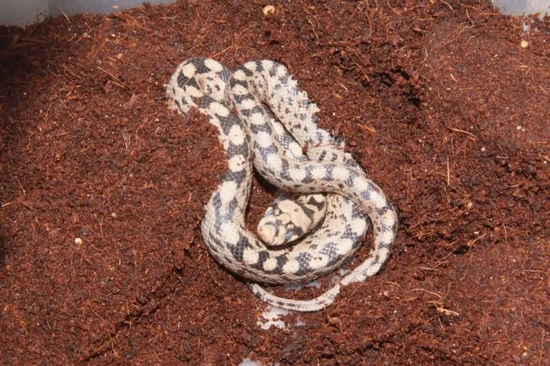 「原来欧洲有这么多种蛇？！」偷师卡塞尔的豢龙大师·下