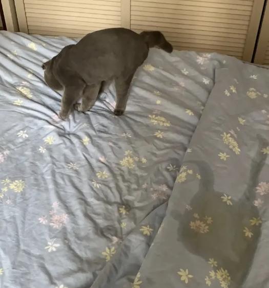 猫咪为什么上床,为什么猫咪上床还咬人