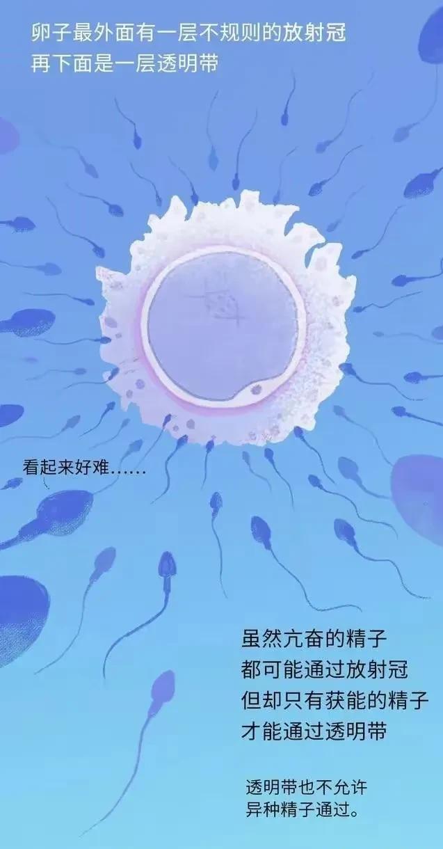 精子进入女性体内，会发生什么？有些刺激（漫画）