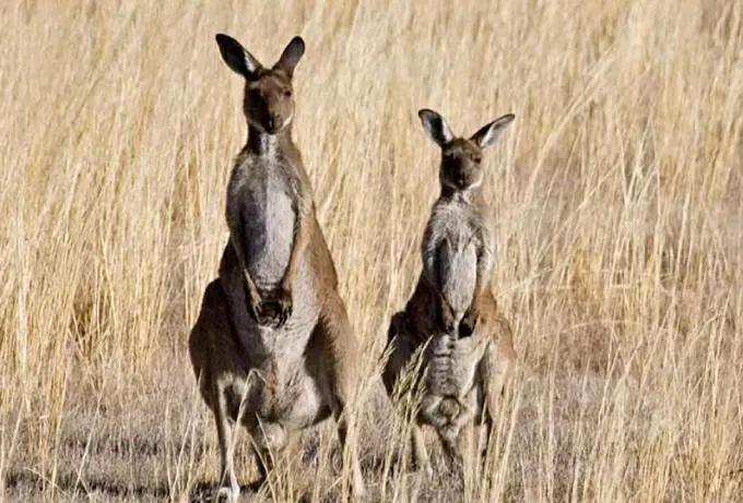 百科知识长颈鹿,澳洲特产袋鼠