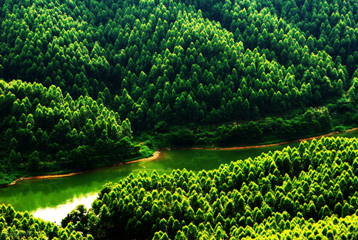 广西万亿林业产业三年行动方案,广西林业产业最新发展现状