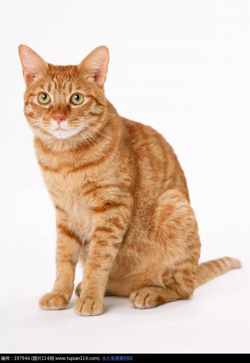 猫是散文吗,猫散文诗