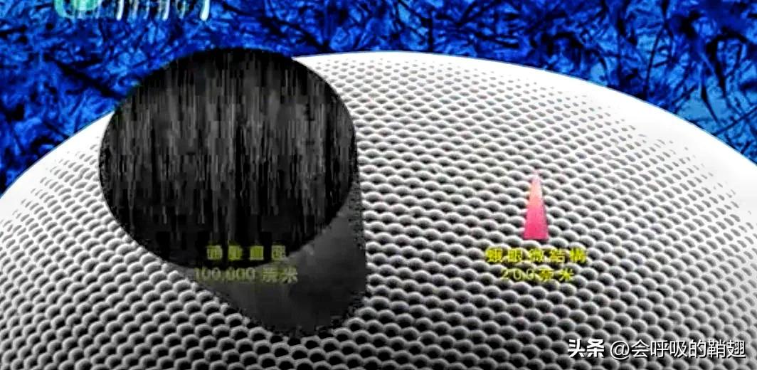 蛾类图谱,蛾类昆虫图谱