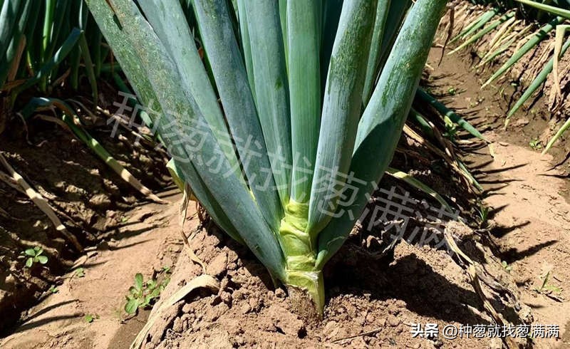 大葱种子啥品种高产及价格,2023年大葱种子哪个品种最好