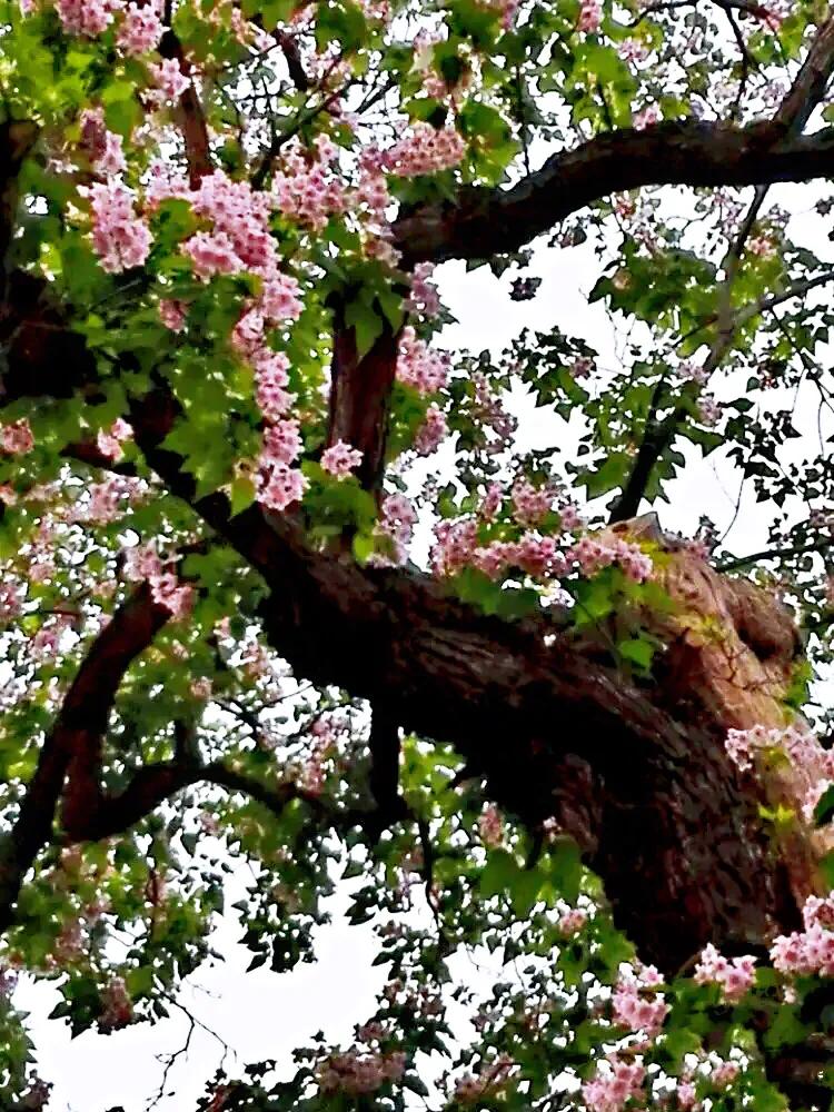 楸树林图片,楸树是古老的活化石树种