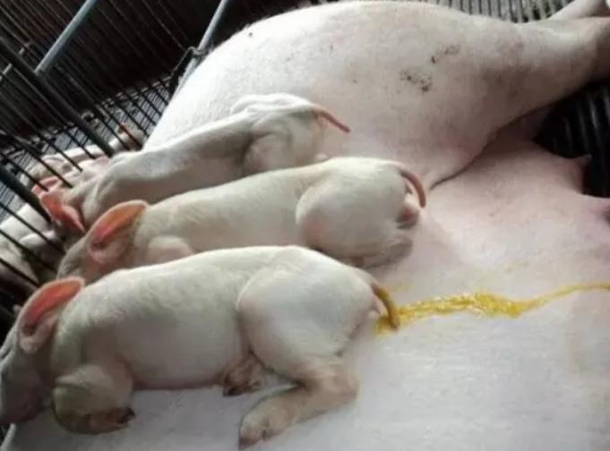 小猪崽子30天左右拉肚子怎么办,小猪拉稀用药量过多怎么办