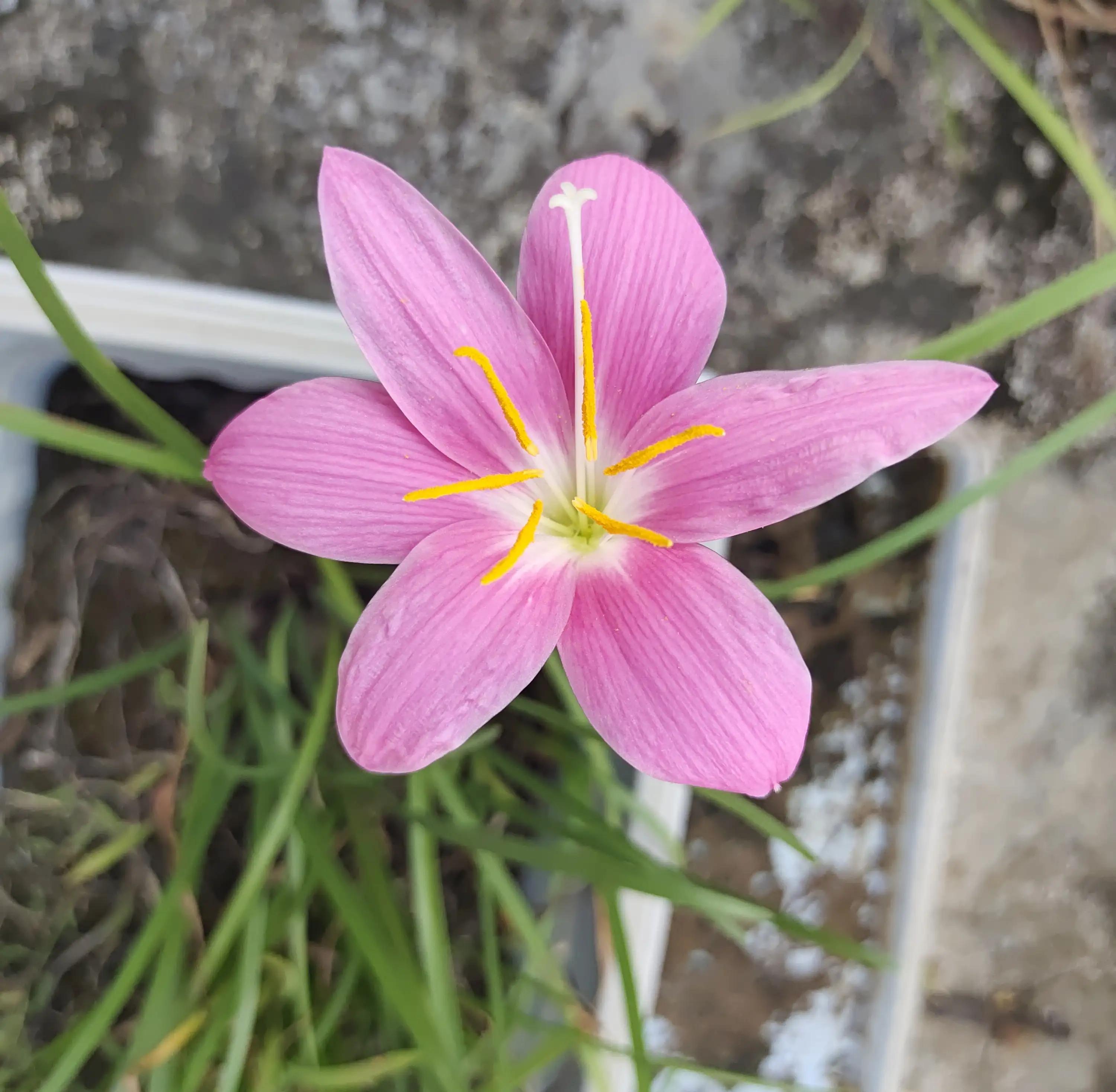 十天不在家里绿植怎么浇水,十天不浇水会死吗