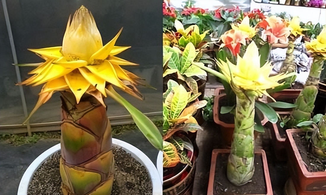 代表富贵吉祥的花草,有寓意的花草名