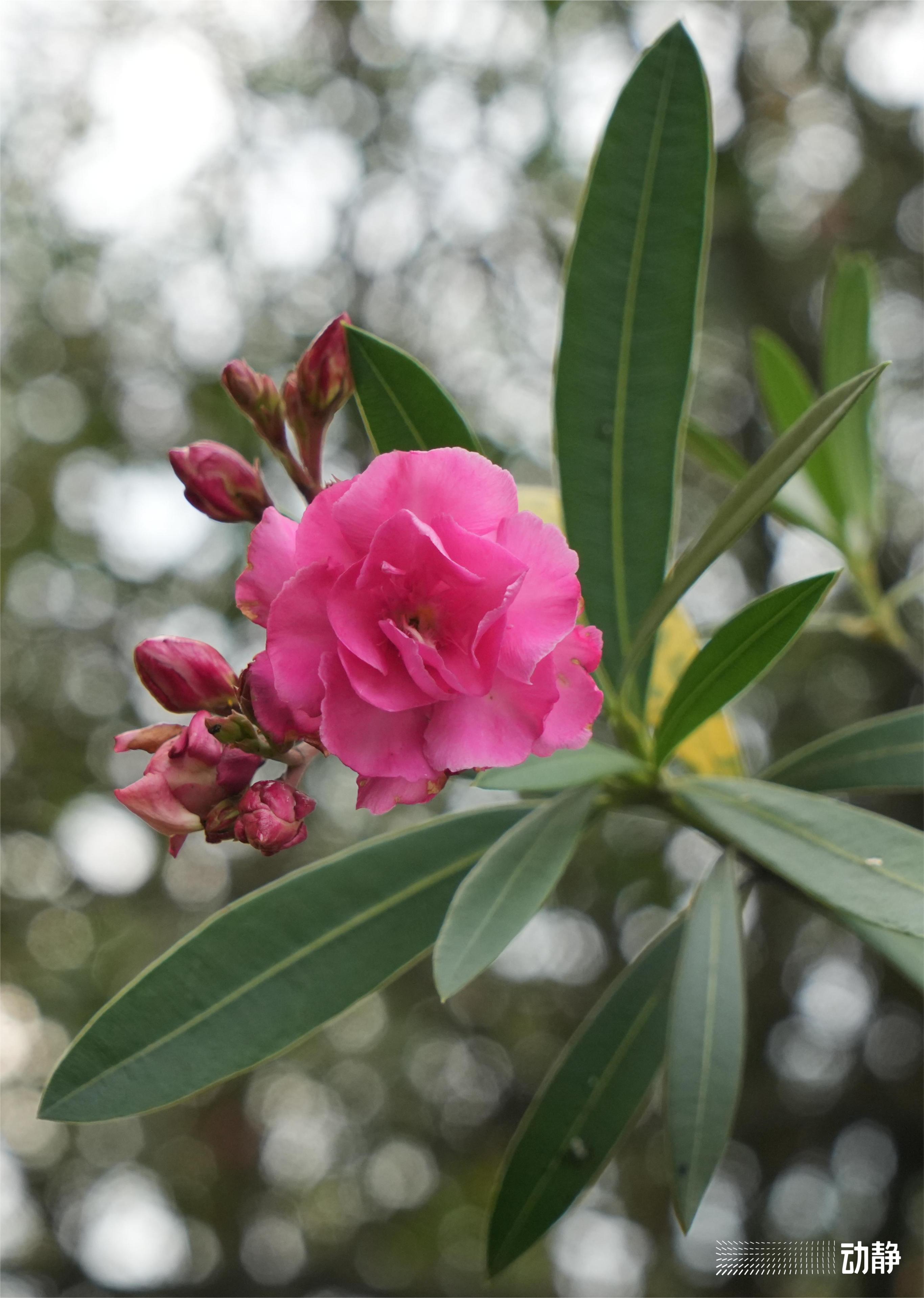 野性贵州有问必答丨有毒的夹竹桃，优秀的“环保卫士”