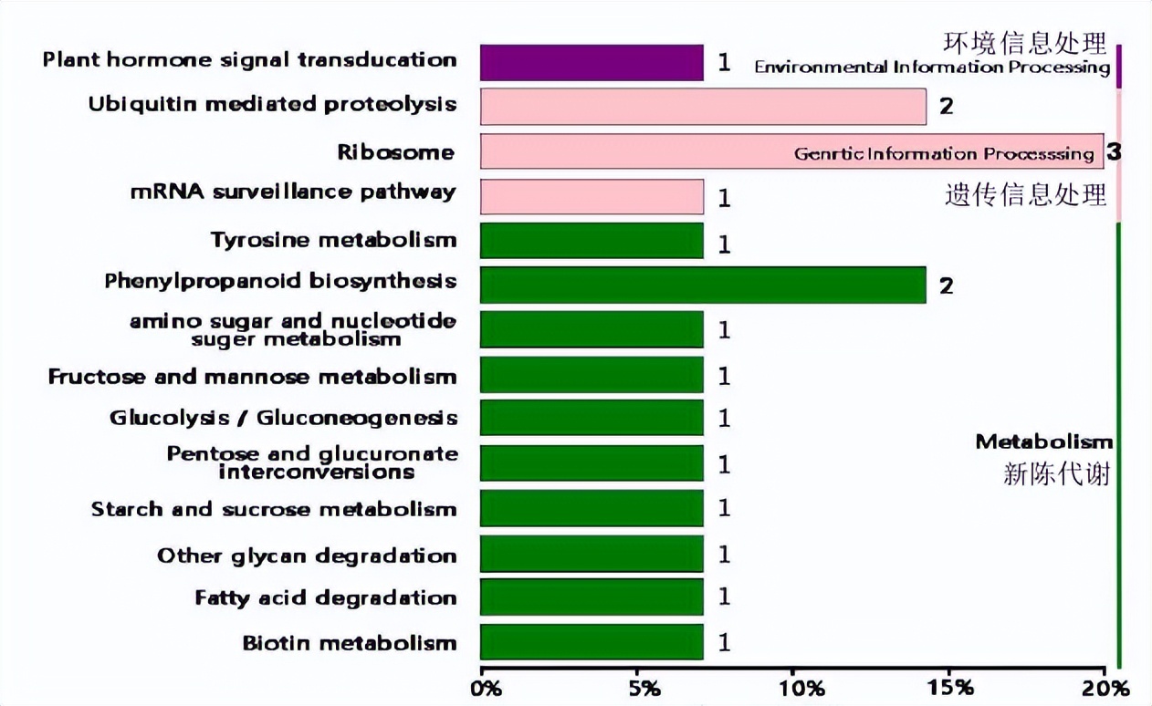 冬瓜果实的类型,冬瓜种子外形特点