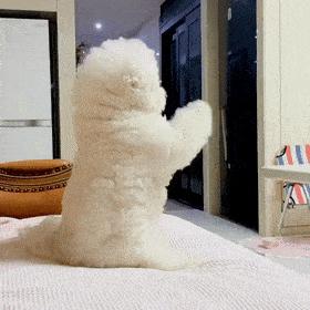 三四个月的比熊有什么表现,7个月的比熊应该是什么样的