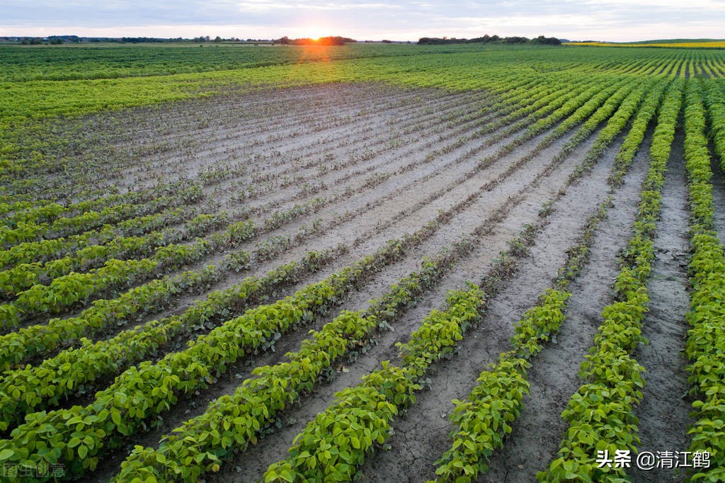 豆类除草剂哪种最好使,豆类除草剂哪种最好最安全