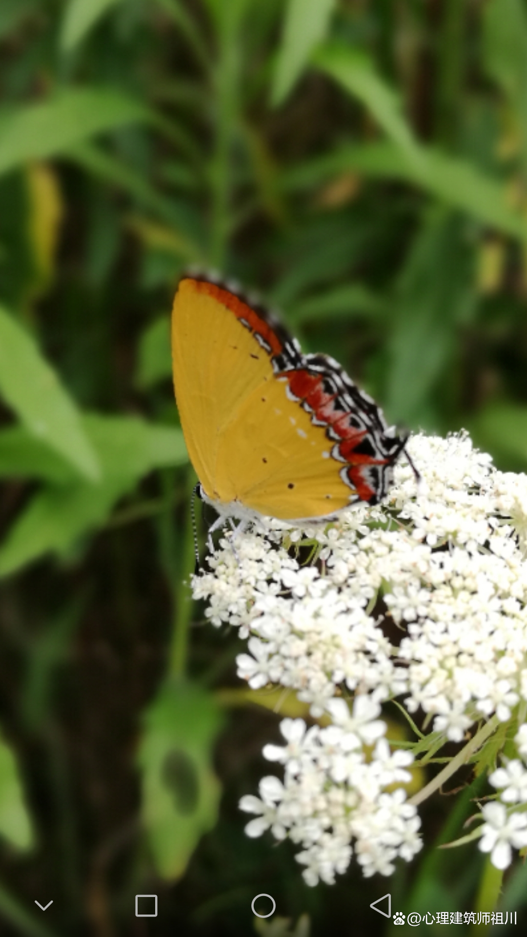 我是如何走出抑郁症的5：破茧成蝶，凤凰于飞，恢复的三阶段上集