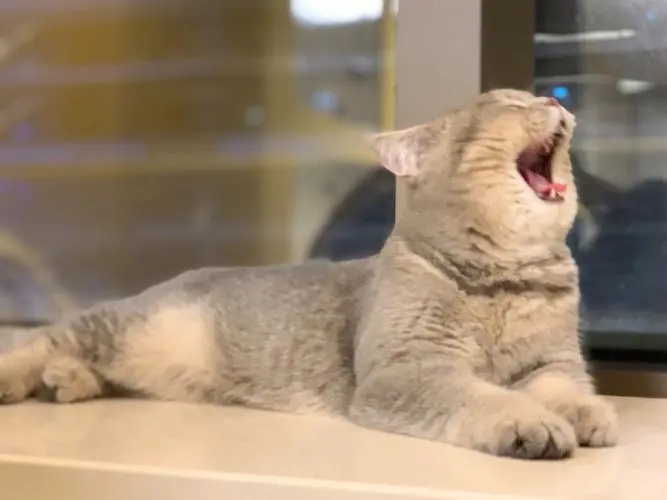 猫咪一直在嗷呜叫是怎么回事,猫咪一直嗷呜嗷呜的叫怎么办