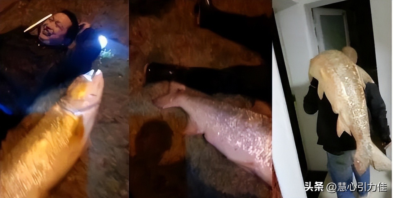 三峡大坝里最大鳡鱼,三峡大坝鱼群画面里部分大鳡鱼