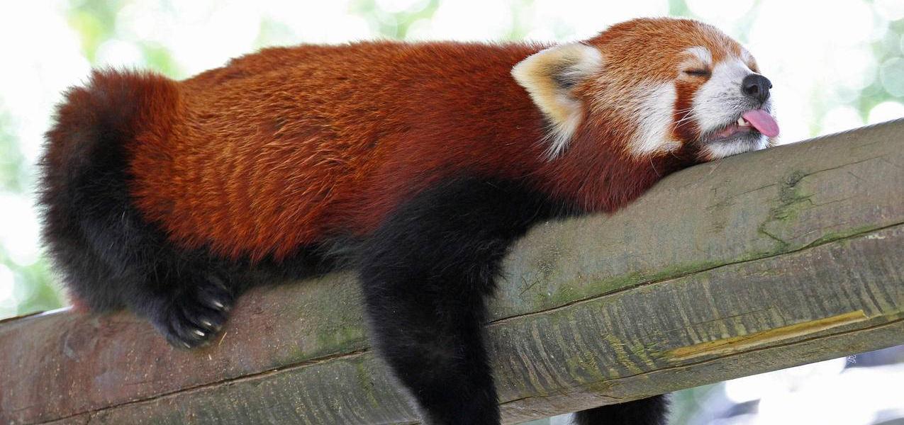 大熊猫平安活着吗,小熊猫为什么没有大熊猫可爱