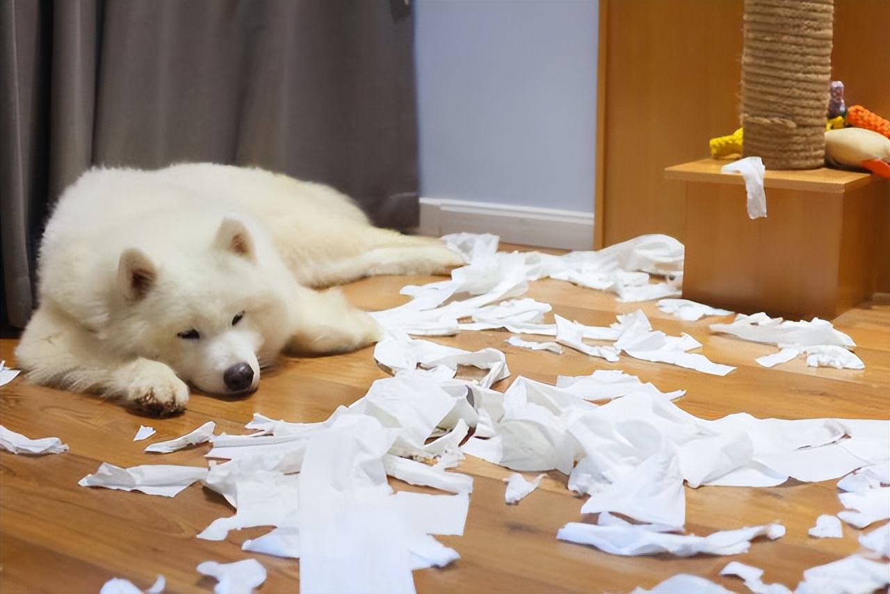 什么狗好养还不拆家还能保护主人,哪种狗不咬人不拆家智商高