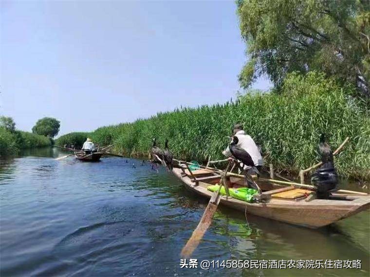 白洋淀农家打鱼,白洋淀农家院野钓推荐