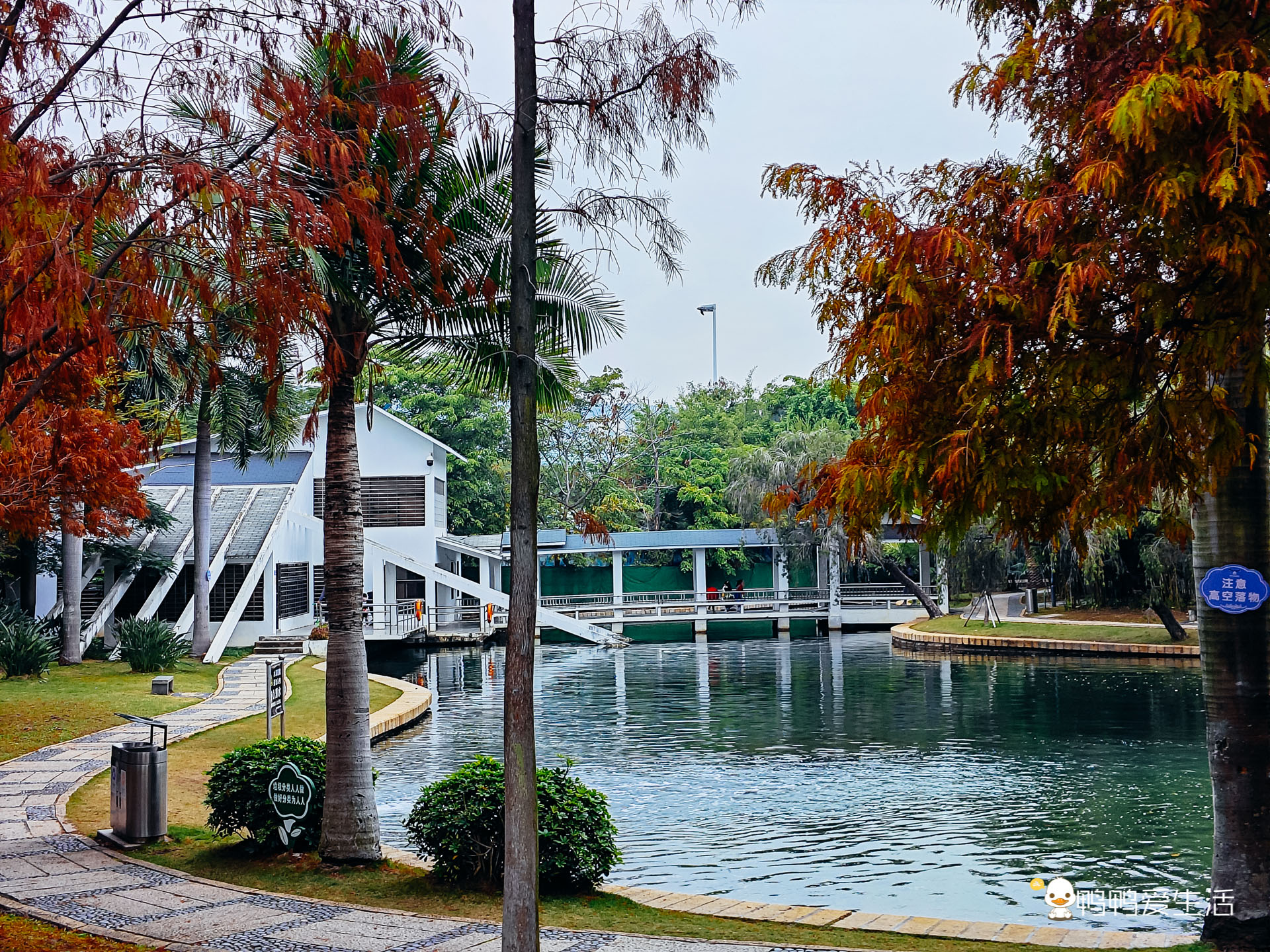 厦门哪里可以看到落羽杉,厦门五缘湾落羽杉