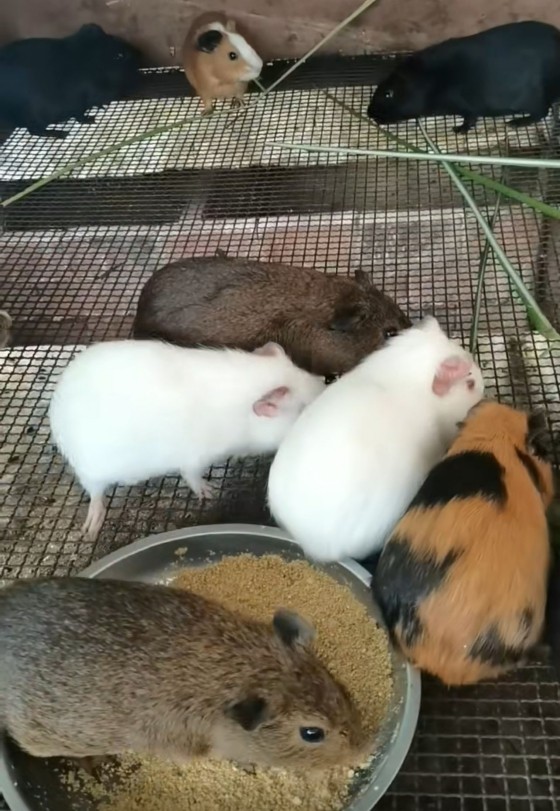 黑豚和中华黑豚,黑豚防病