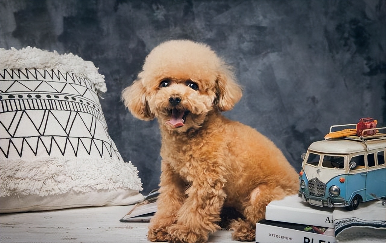 如何预防贵宾犬挑食,贵宾犬挑食不吃食