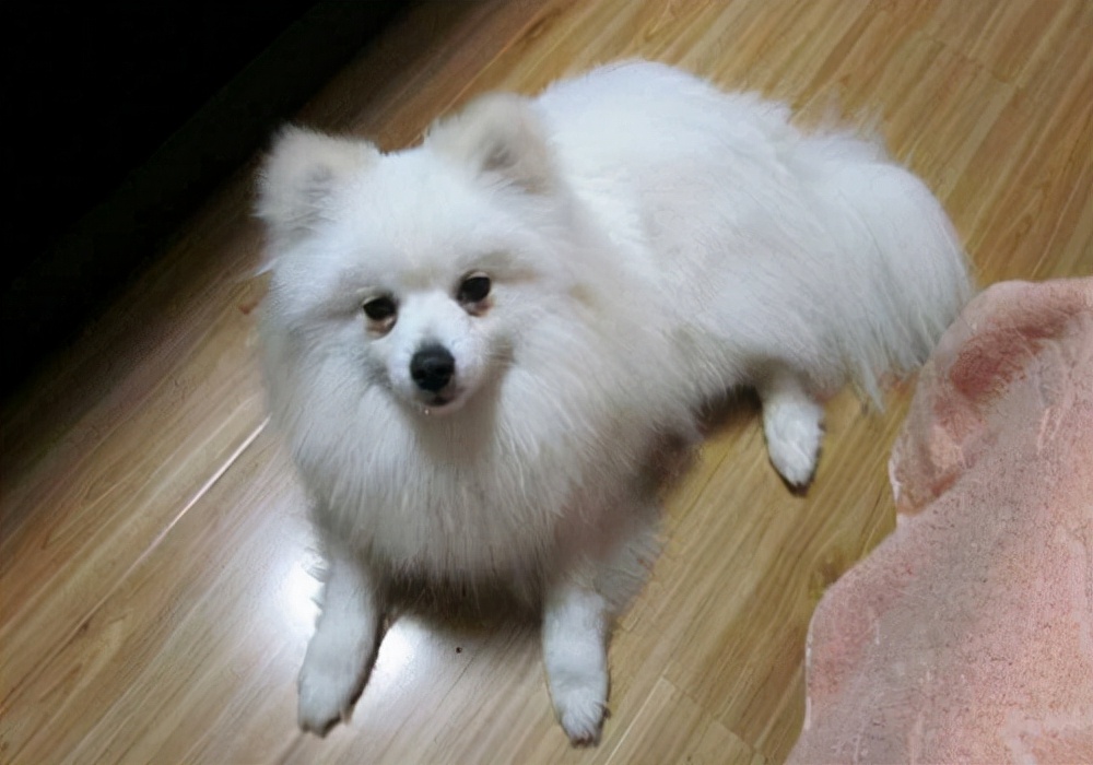 公狗幼犬尿尿流血怎么回事,小狗狗小便时为什么会出血