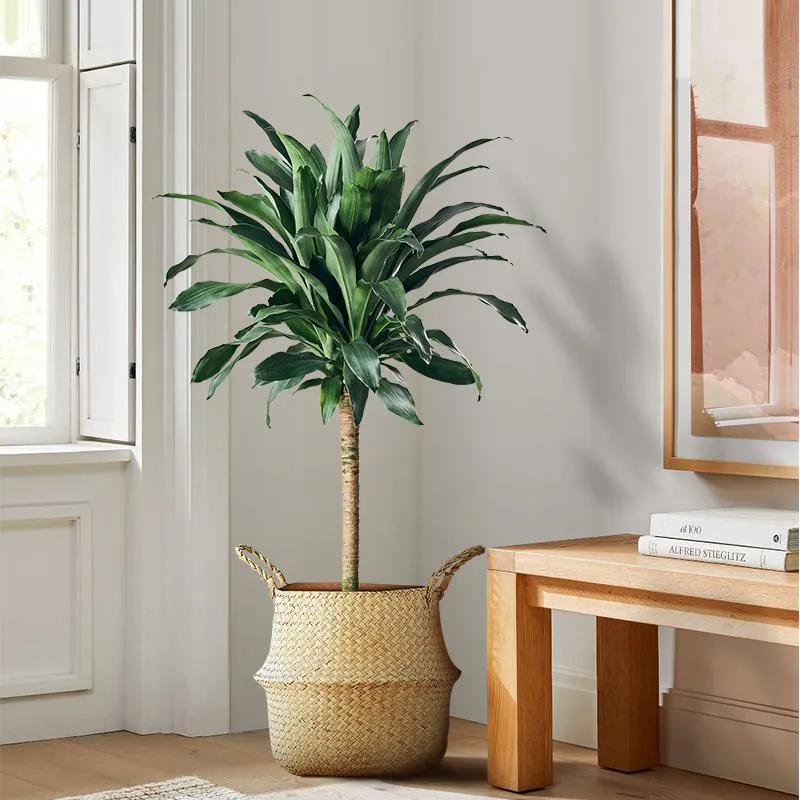 适合家里的高端绿植有哪些,最适合家里的绿植