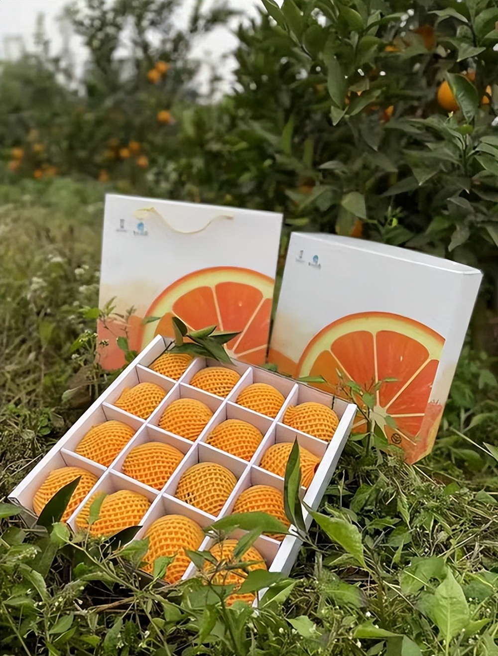 大学生返乡养羊发家致富,适合农村创业的最新致富项目