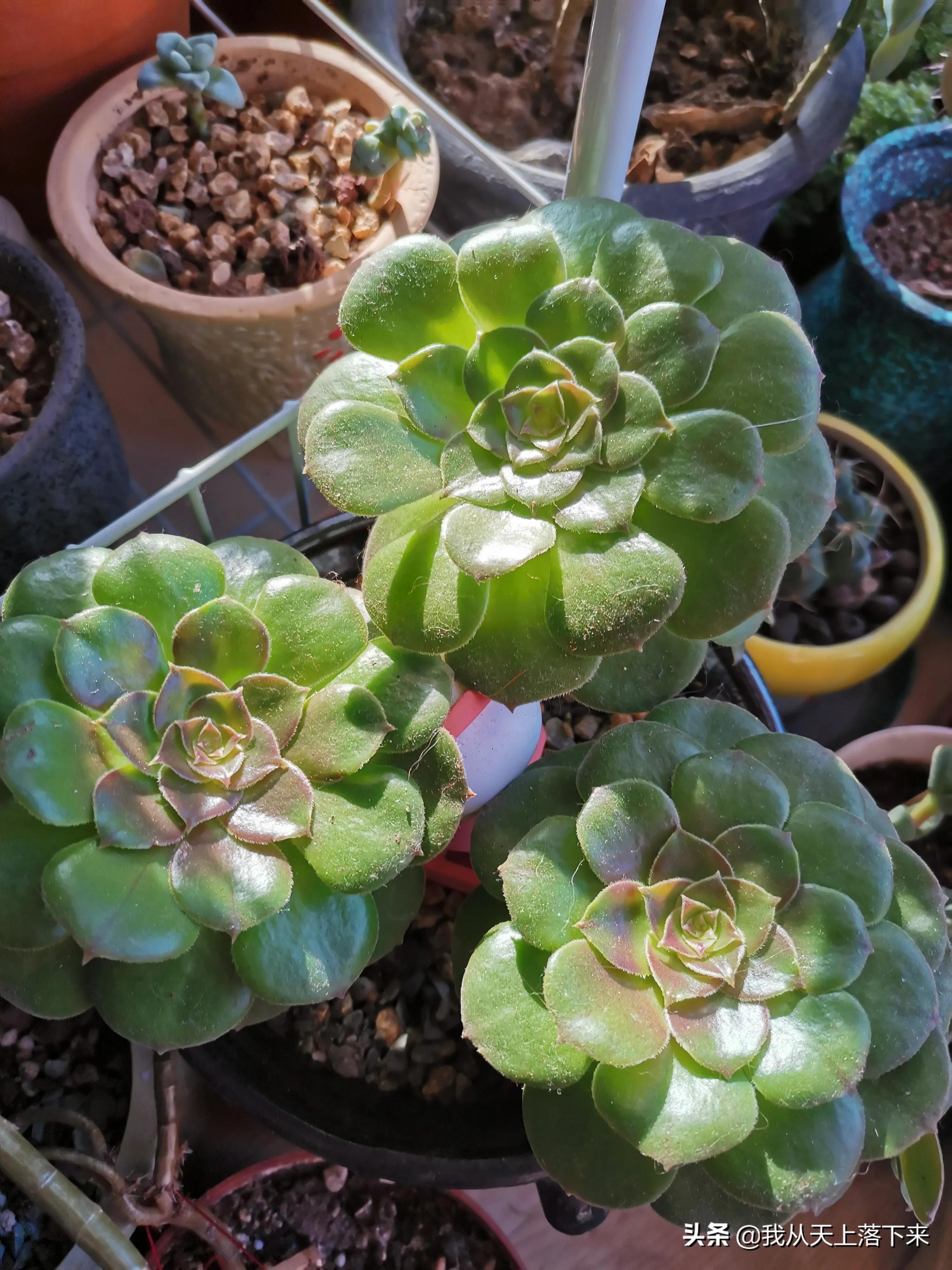 多肉品种及图片大全欣赏,多肉品种辨别图片大全欣赏