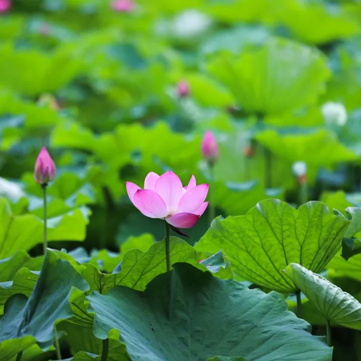 荷你有约周末去武隆逛荷花节可好,今夏荷你有约新余已开启赏荷模式