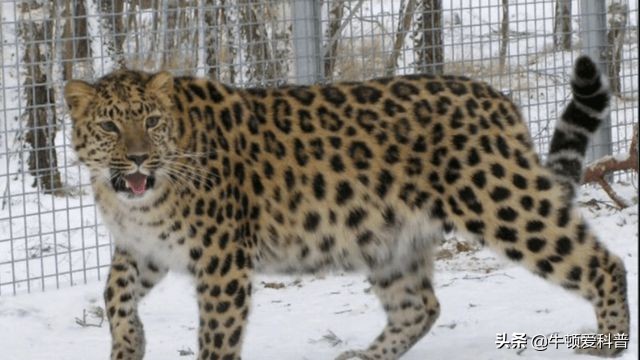 最凶猛的豹子是什么豹子呢,十种最凶猛的豹子