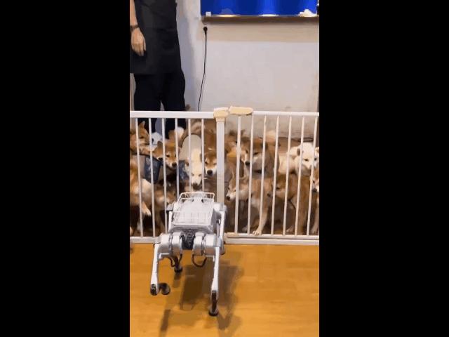 遛机械狗兼职,遛机械狗